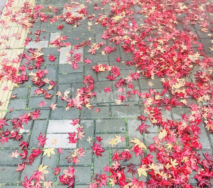 가을,낙엽,나뭇잎,빨강,단풍잎,가을,계절,fall,autumn,season