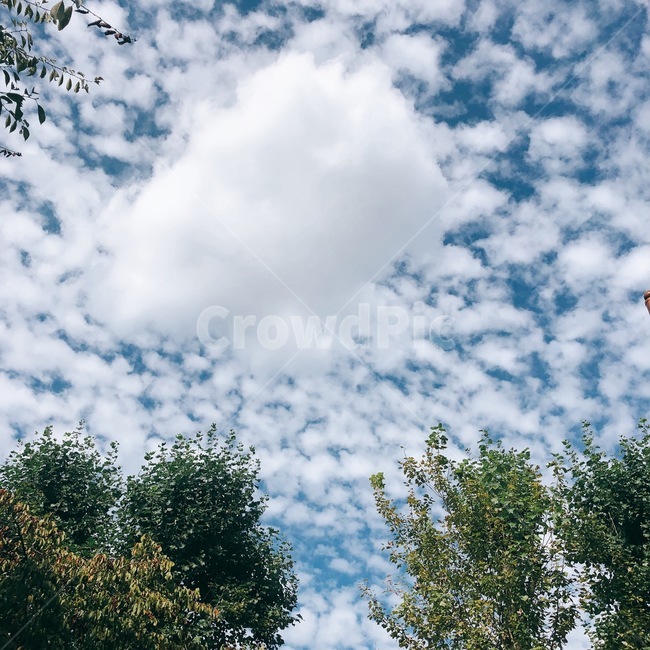 구름,하늘,나무,풍경,sky,파란하늘,cloud,tree,자연,풍경,nature,landscape
