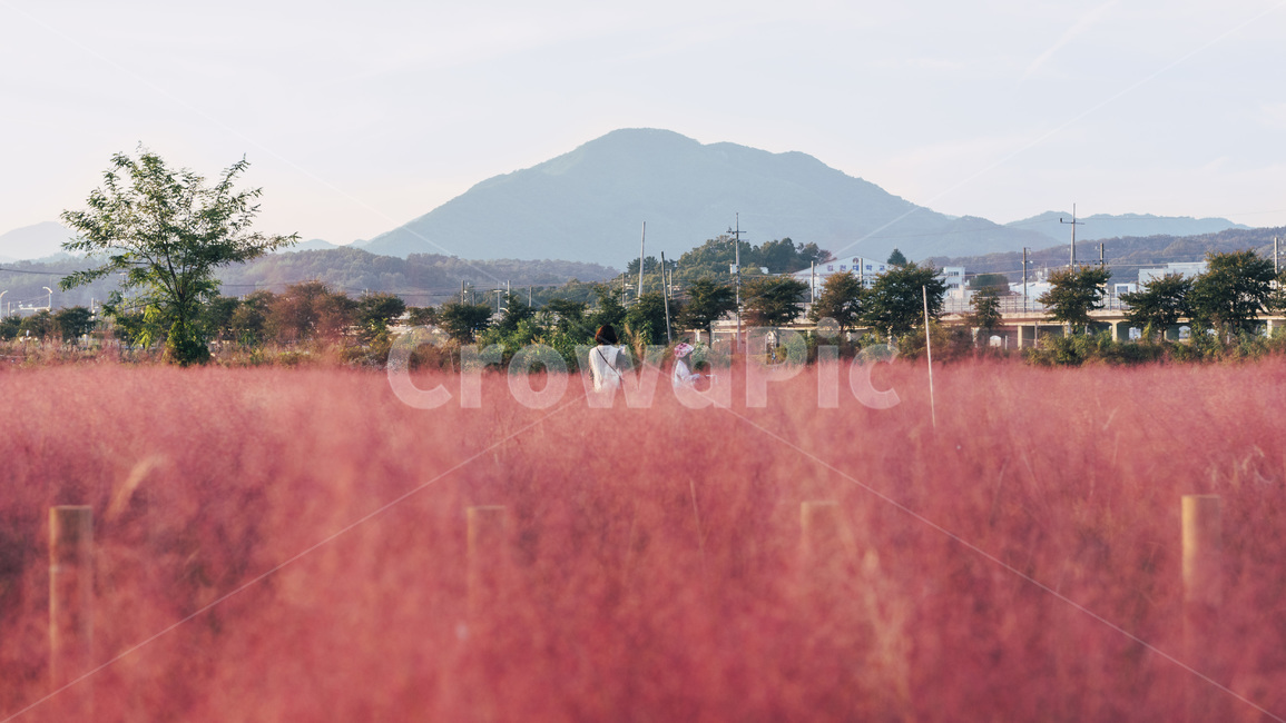 nature,자연,핑크뮬리,뮬리,풀밭,가을풍경,pinkmuhly,grass,가을,계절,fall,autumn,season,outdoors,옥외,grassland,목초지,field,들