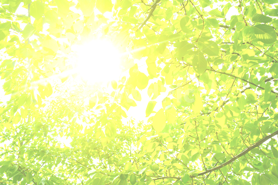 green,나뭇잎,네이처,식물학,계절,신선,데코,근접,뜰,성장,봄,식물,덤불,여름,목초,beautiful,내추럴,배경,바탕,풍성한,수채화,봄배경,벽지,노랑,빛,light,햇빛,sunlight,식물,자연,plants,nature