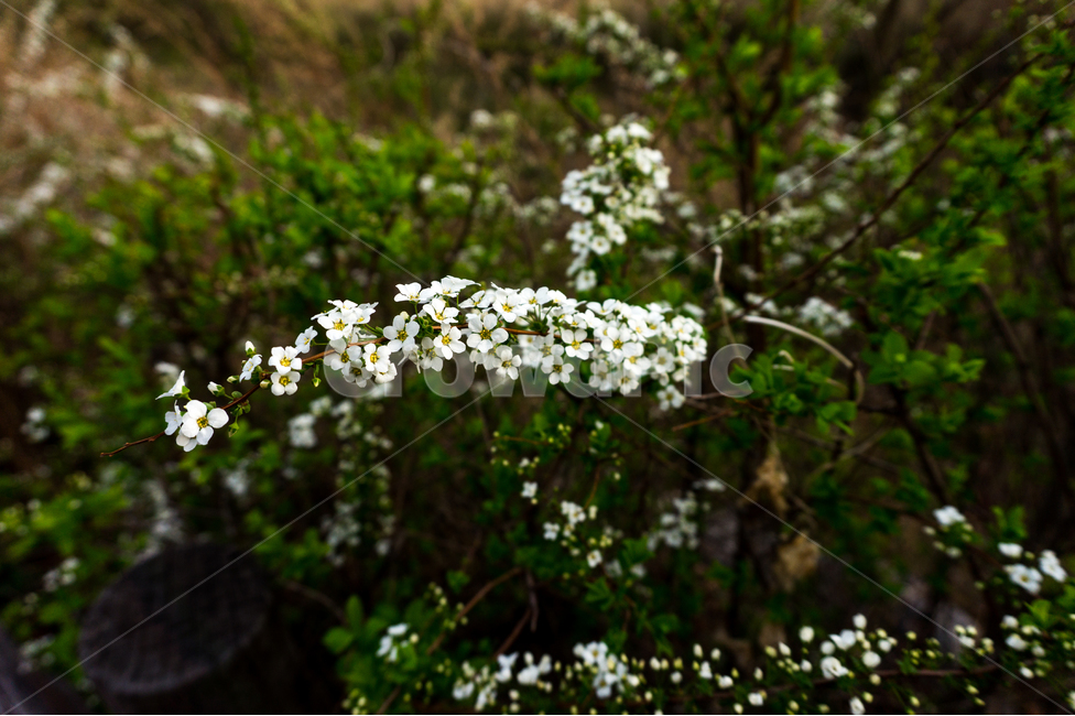들꽃,봄,하얀,꽃,배경,봄,계절,spring,season,식물,자연,plants,nature,꽃,flower,plant,blossom