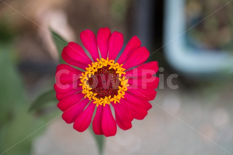 풍경,꽃,백일홍,꽃속의꽃,거리,Flower,식물,자연,plants,nature,꽃,flower