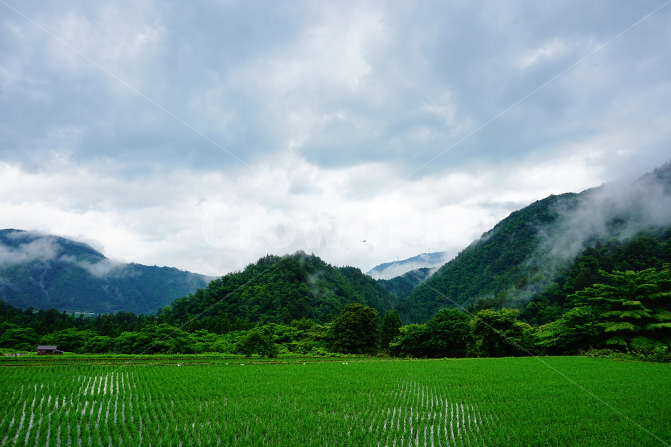 outdoors,옥외,field,들,grassland,nature,자연,하늘,구름,초록,안개,산,흐림