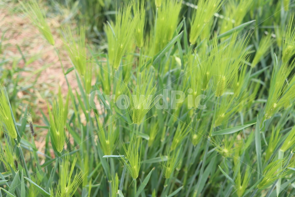 보리,청보리,보리밭,plant,grass,잔디,식물,vegetation,초목