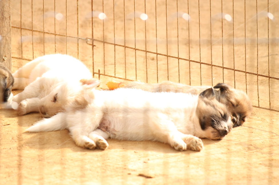 강아지,귀여운,귀여운강아지,먹이,잠자는강아지,농장,동물,동물,animal,포유류,mammal,개,강아지,dog,doggy