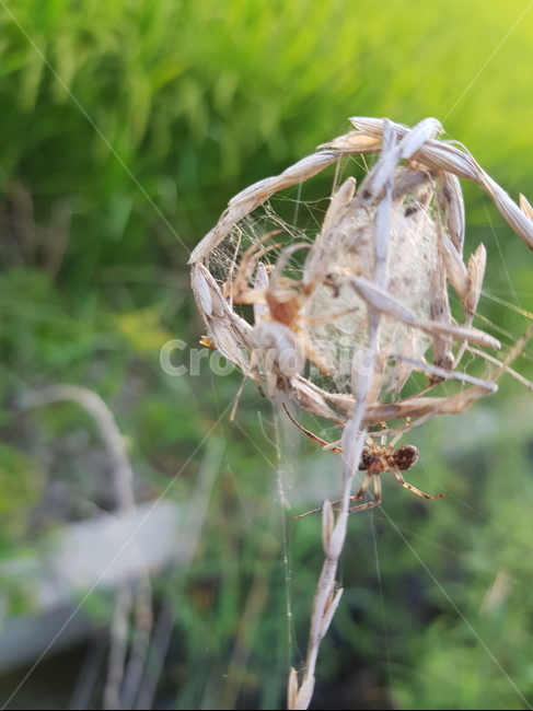 거미,자연,곤충,거미줄,논,거미집,곤충,벌레,insect,bug