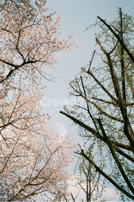 필름카메라,필름,벚꽃,하늘,나무,식물