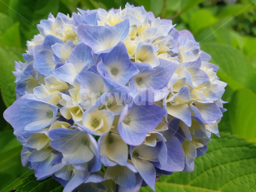 flower,꽃,plant,식물,수국