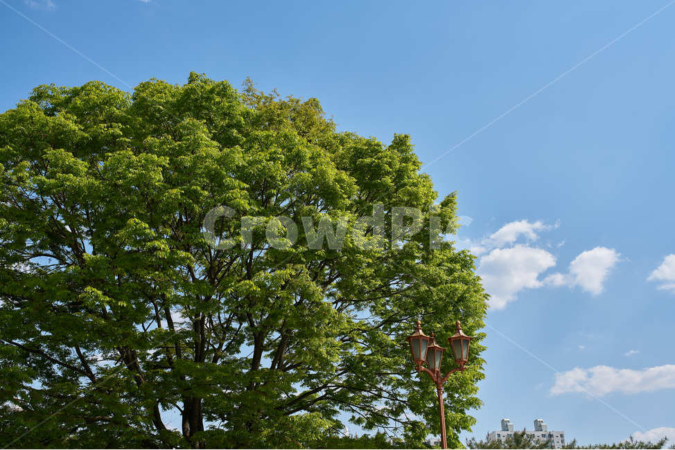 나무,하늘,푸른,맑음,상쾌,봄,여름,구름,식물,자연,plants,nature,나무,trees,wood