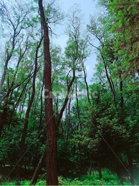 숲,산,나무,풍경,자연,녹색,초록색,자연,풍경,nature,landscape,tree,plant,식물
