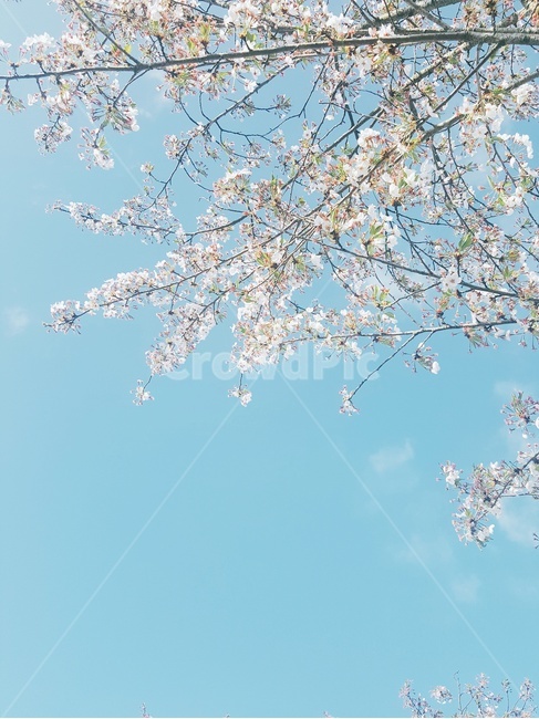 봄,하늘,파랑,핑크,벗꽃,봄,계절,spring,season,plant,식물,blossom,꽃,flower