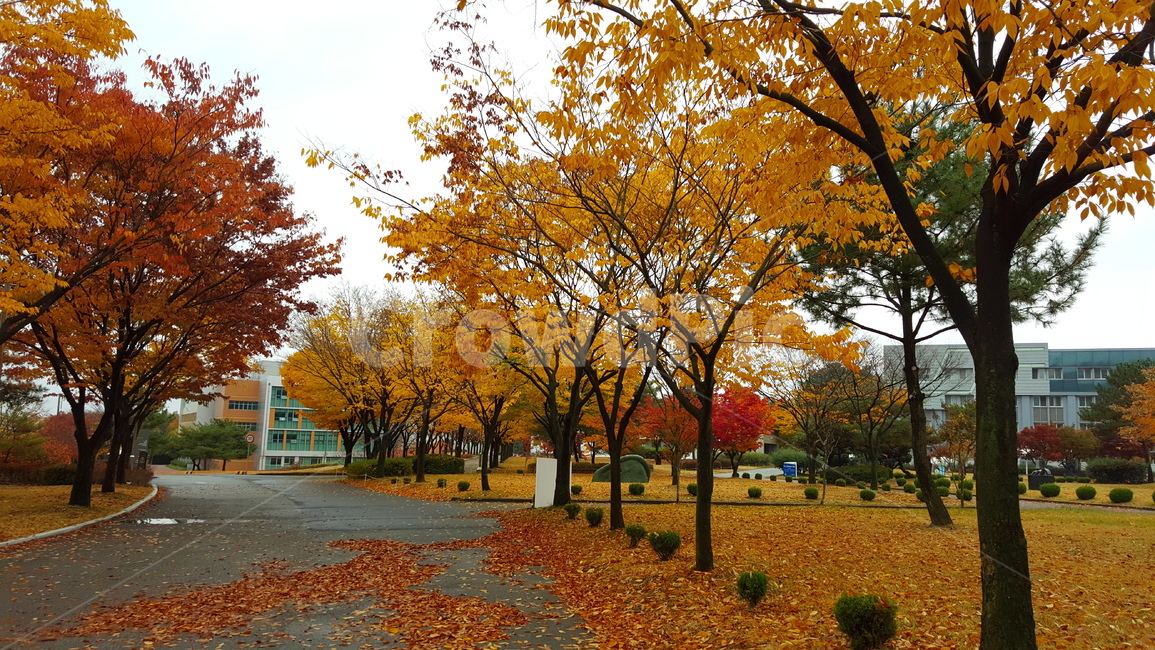 가을,단풍,낙엽,autumn,maple,fall,가을,계절,fall,autumn,season,tree,나무,plant,식물