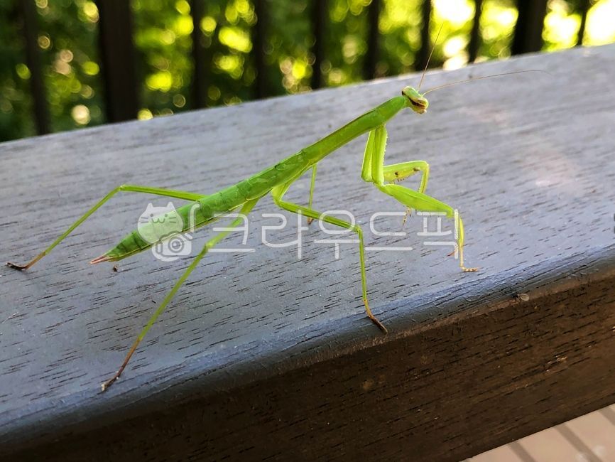 education,ecosystem,worm,nature,mantis,summer,Learning materials,ecology,environment,bug,insect,animal,park