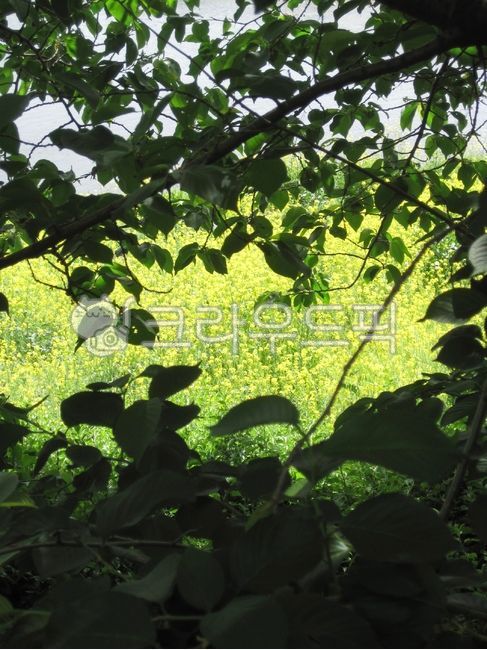 flower,꽃,cherryblossom,벚꽃,빈티지,vintage,spring,봄,봄꽃,springflower,감성,유채꽃,sentimental,vegetation,초목,자연,outdoors,nature,옥외