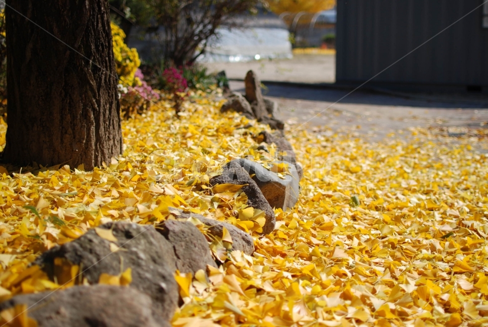 은행,나무,은행나무,낙엽,가을,가을,계절,fall,autumn,season,tree,plant,식물