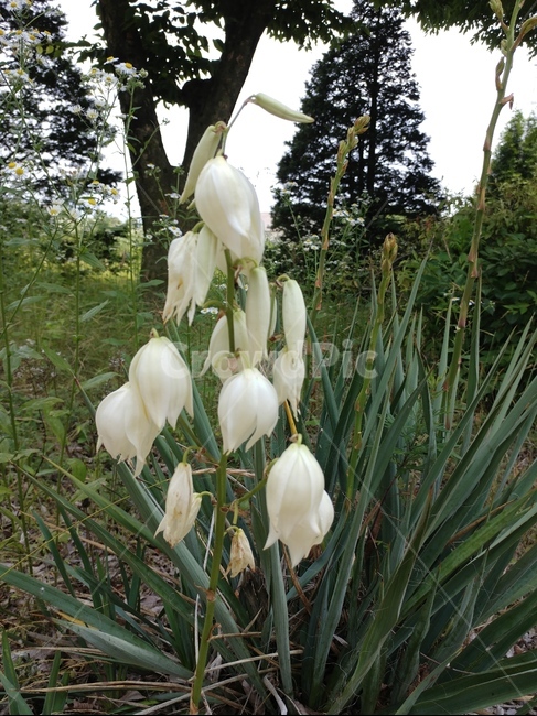 실유카,유카꽃,yucca,실유카꽃,식물,용설란과