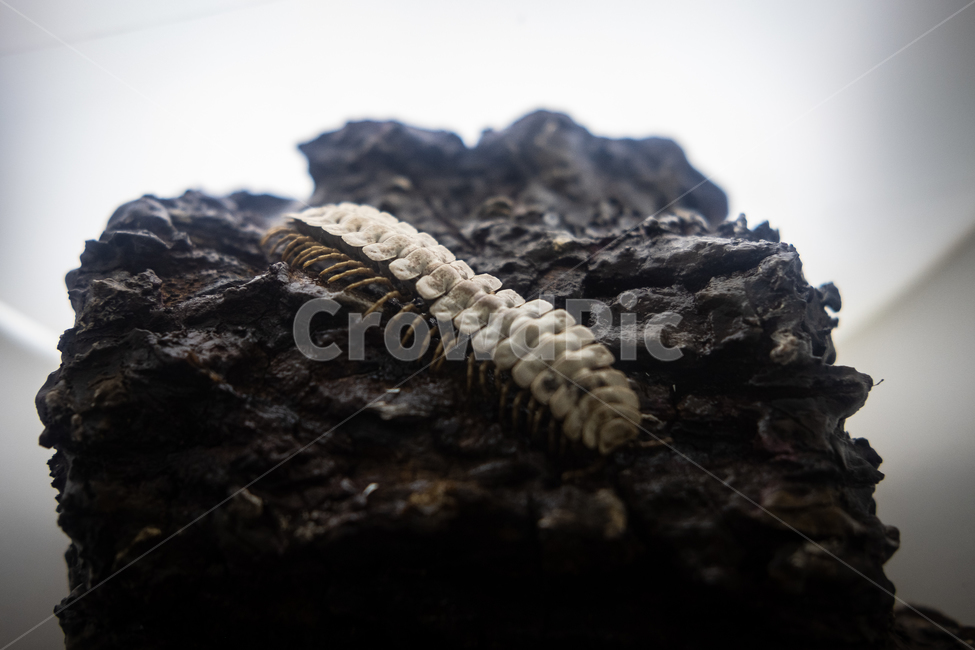 지네,생물,박물관,자연,갑각류,곤충,벌레,insect,bug