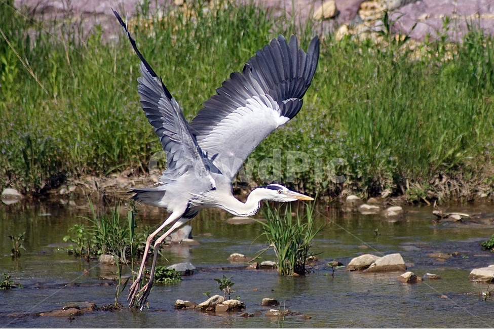 부산,수영강,왜가리,조류,탐조,비행,동물,animal,조류,새,birds