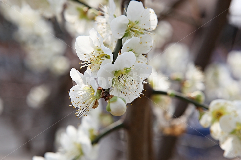 매화꽃,매화,꽃,꽃잎,봄꽃,봄,공원,식물,자연,식물,자연,plants,nature,꽃,flower