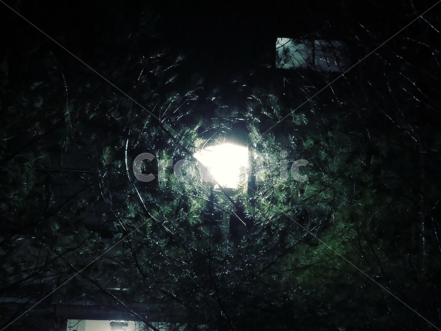 밤,나무,가지,전등,빛,어둠초록,야경,밤,풍경,nightscape,night,landscape,nature,자연,outdoors,옥외,light