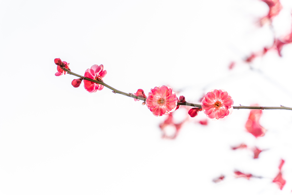 매화,봄,통도사,꽃,매화나무,봄,계절,spring,season,식물,자연,plants,nature,꽃,flower,plant,blossom