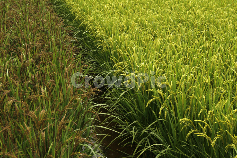 가을,벼농사,수확,추석,추수,곡류,곡식,cereals,산업,industry,industrial,농업,농사,agriculture,farming,farming industry
