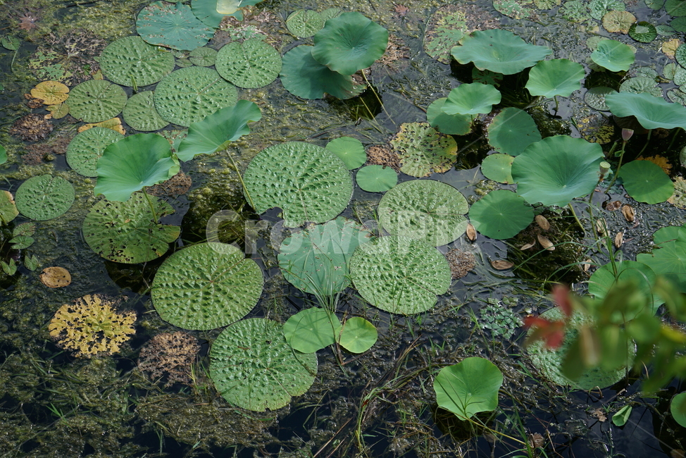 가시연,수련과,충매화,폐쇄화,foxnut,gorgonpiant,plant,식물,식물,자연,plants,nature
