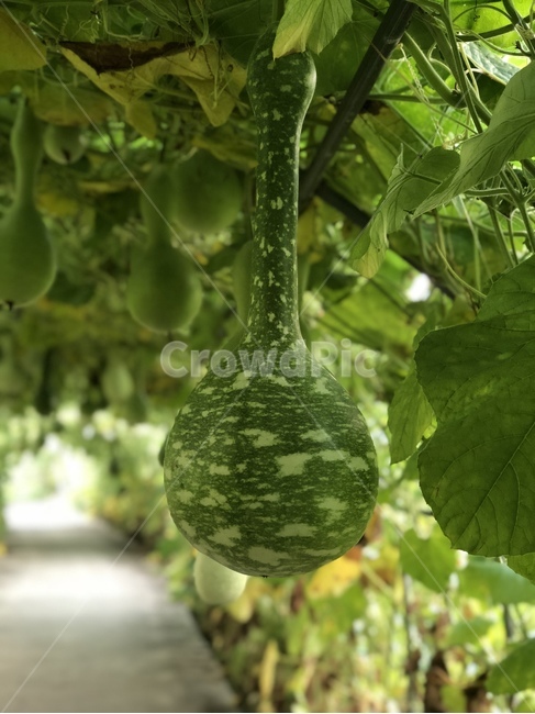 식물,그린,초록,자연,조롱박,힐링,상쾌함,식물,자연,plants,nature,과일,열매,fruit