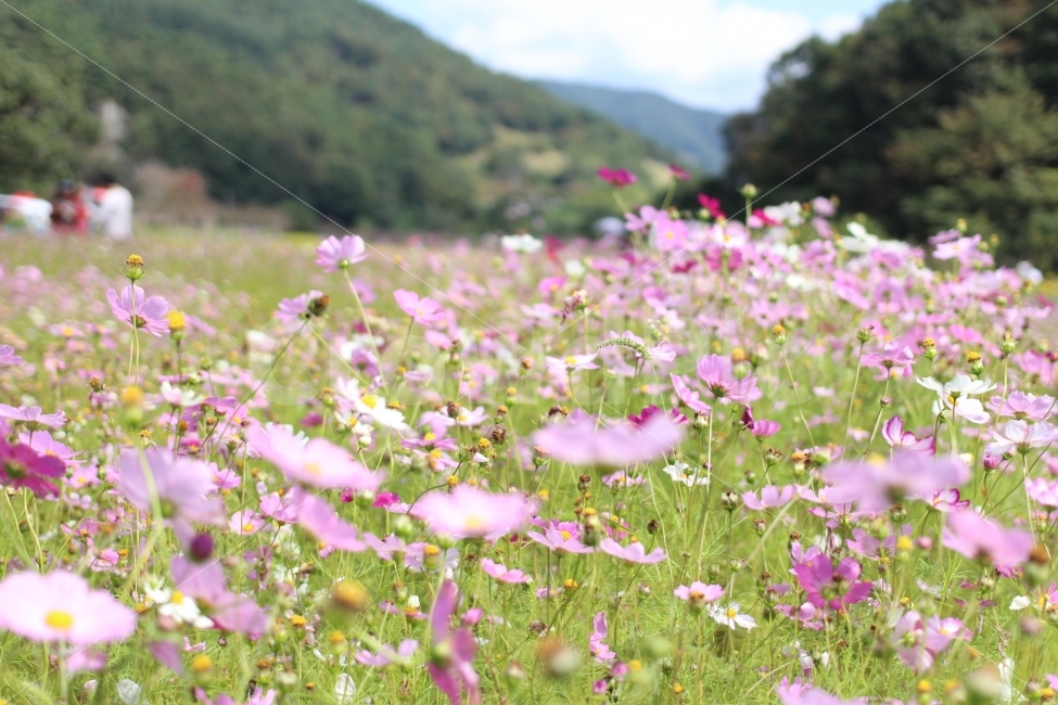 코스모스,꽃,가을,flower,풍경,picture,view,스냅,canon,100d,dslr,가을,계절,fall,autumn,season,식물,자연,plants,nature,꽃,flower,grassland,목초지,field,들,outdoors,옥외,rural,농촌,farm,농장