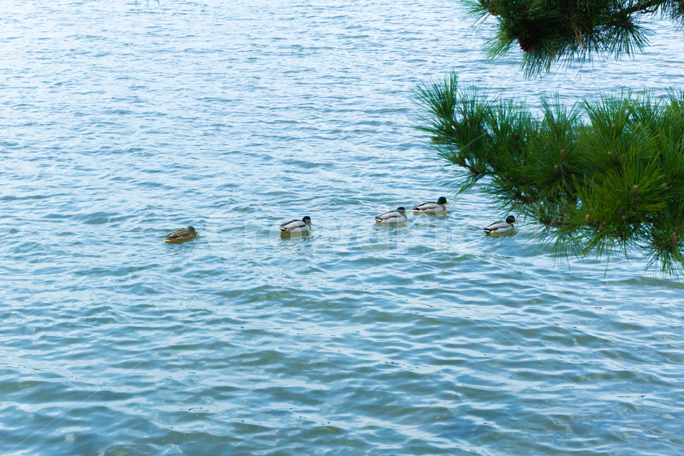 오리,duck,water,lake,sea,동물,animal,조류,새,birds