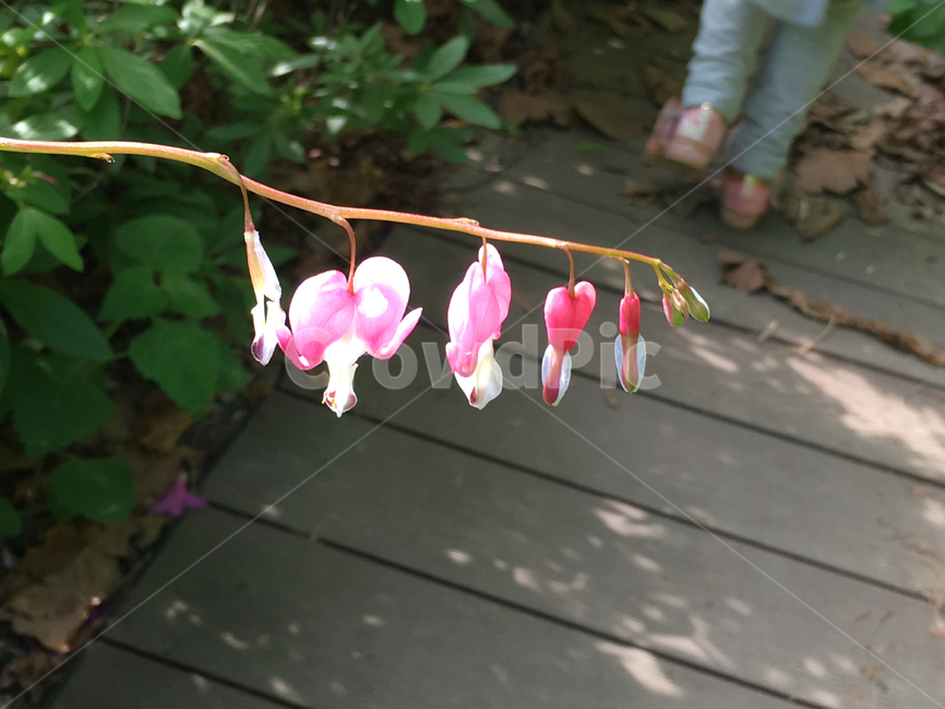 식물,꽃,flower,blossom,plant