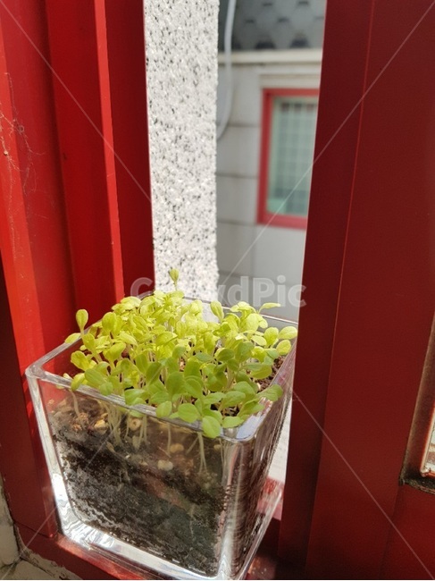 화분,새싹,창틀,홈가드닝,봄,봄기운,햇빛,햇쌀,sun,sunlight,spring,연두색,seed,sprout,화창한날씨,날씨,봄날씨,봄날,빨강,상추,초록,상추새싹,상토,유리화분,빛의굴절,식물,자연,plants,nature,실내용화초,화분,화초,house plant