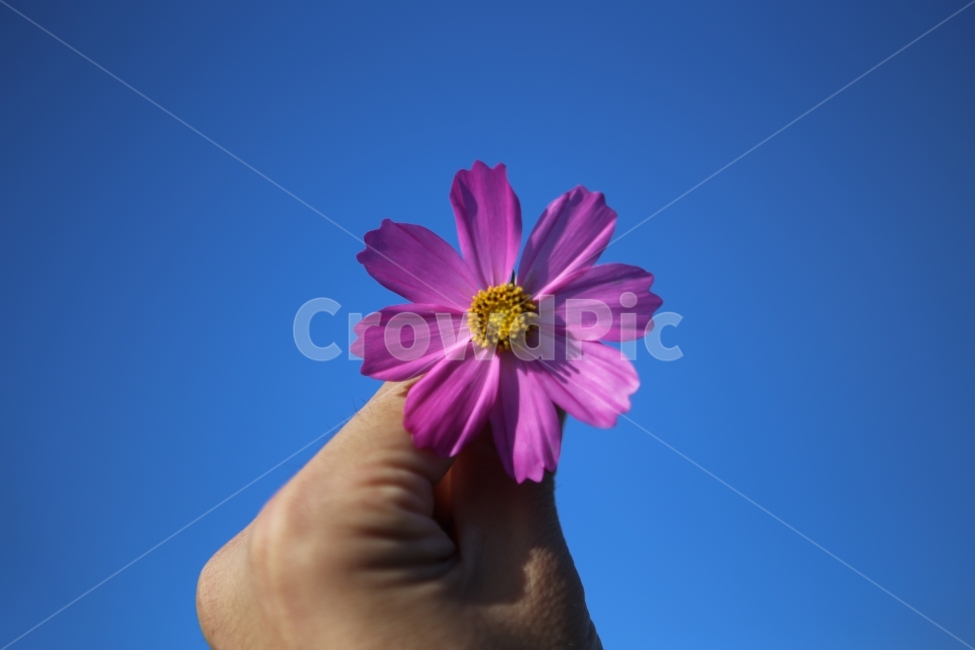 코스모스,축제,분홍,판매,하늘,가을,계절,fall,autumn,season,식물,자연,plants,nature,꽃,flower,사람,인물,인간,human,person,신체일부,몸,body,plant