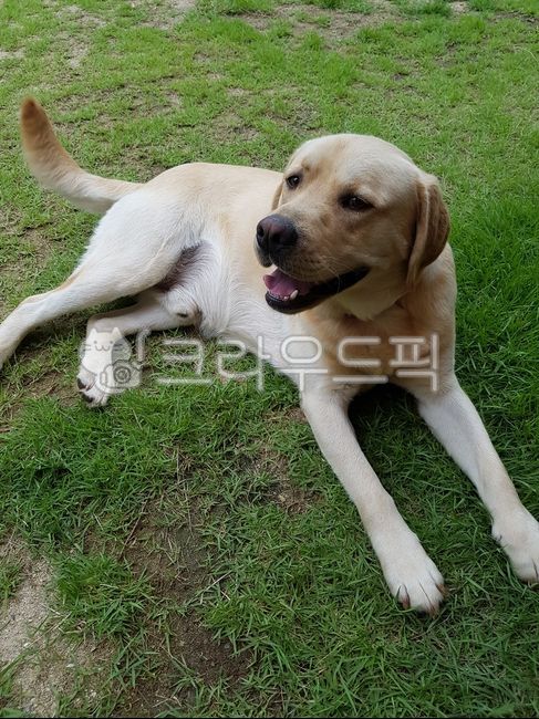 labradorretriever,Pets,retriever,puppy,mammal,animal,labrador retriever,dog,pet dog,mammalia,pet