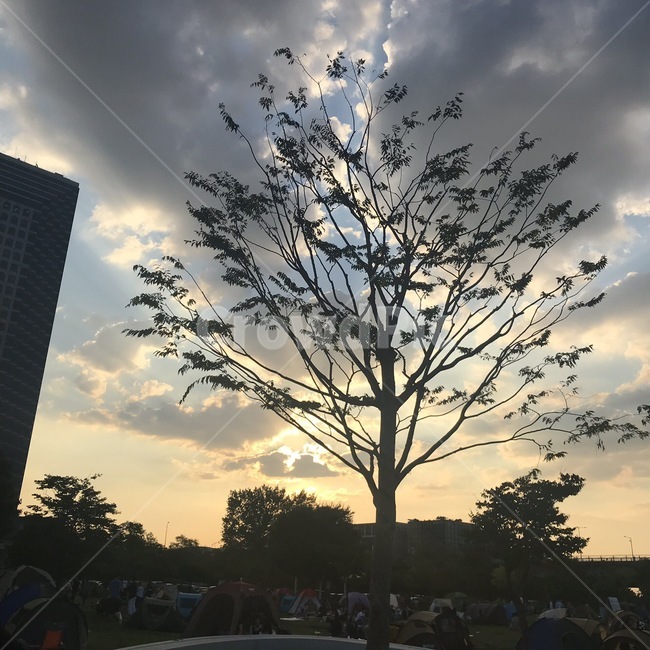한강공원,가을,하늘,빛,나무,식물,자연,plants,nature,나무,trees,wood