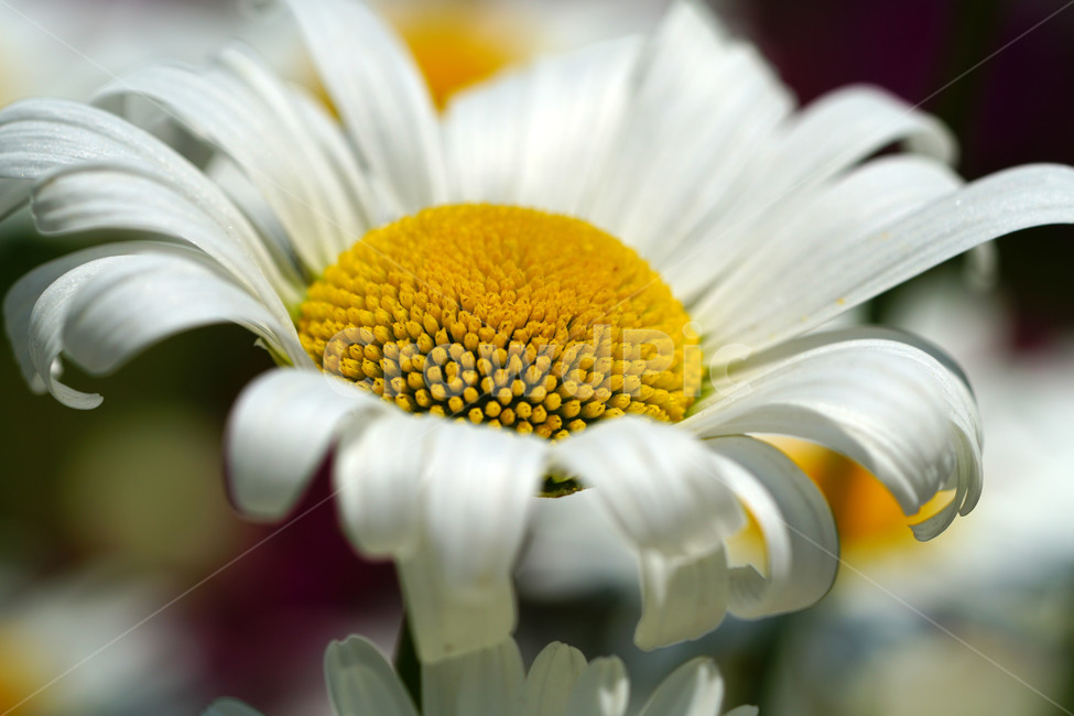샤스타데이지,봄꽃,한국자연,꽃,꽃사진,플라워,flower,봄,spring,식물,plants,자연,nature,풍경,landscape,계절,season,snap,스냅,접사,macro,closeup,클로즈업,감성사진,감성,힐링,healing,느낌,feel,feeling,꽃밭,화단,꽃봉오리,5월,May,shastadaisy,봄,계절,spring,season,식물,자연,plants,nature,꽃,flower,plant,blossom,daisy,데이지,daisies