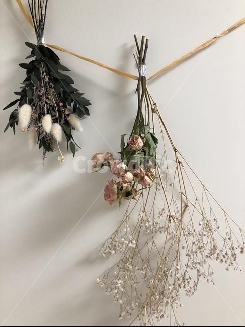 꽃,드라이플라워,감성,안개꽃,flower,식물,자연,plants,nature,꽃,flower