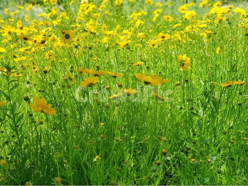 금계국,꽃,노랑,봄,맑음,자연,풍경,5월,봄,계절,spring,season,식물,자연,plants,nature,꽃,flower,field,들,grassland,목초지,outdoors,옥외,farm,농장,rural,농촌,meadow