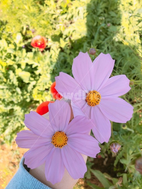들꽃,코스모스,가을,그림자,두송이,꽃,blossom,식물,plant,flower,핑크