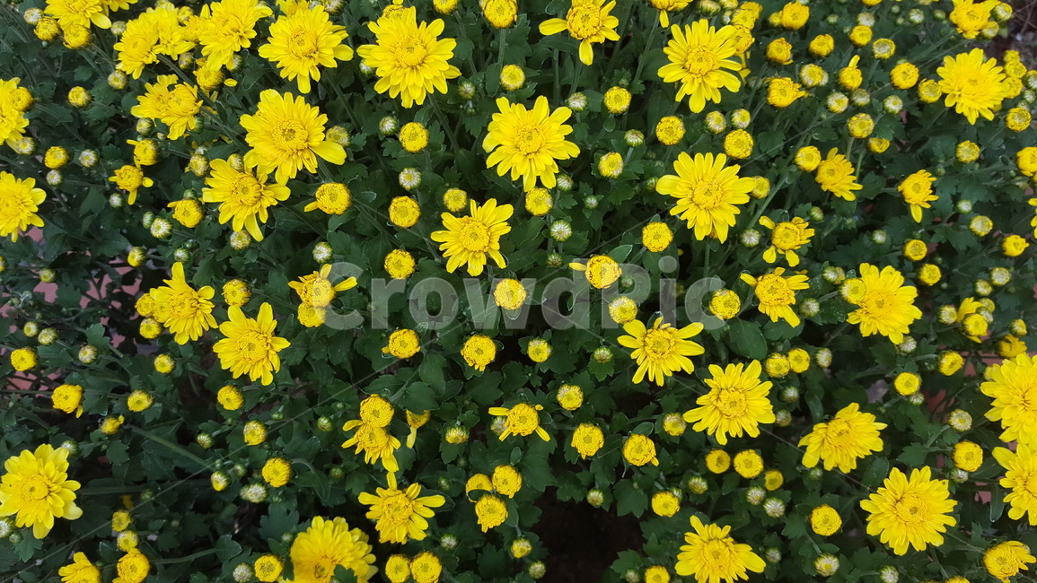 꽃,꽃잎,식물,자연,배경,식물,자연,plants,nature,꽃,flower