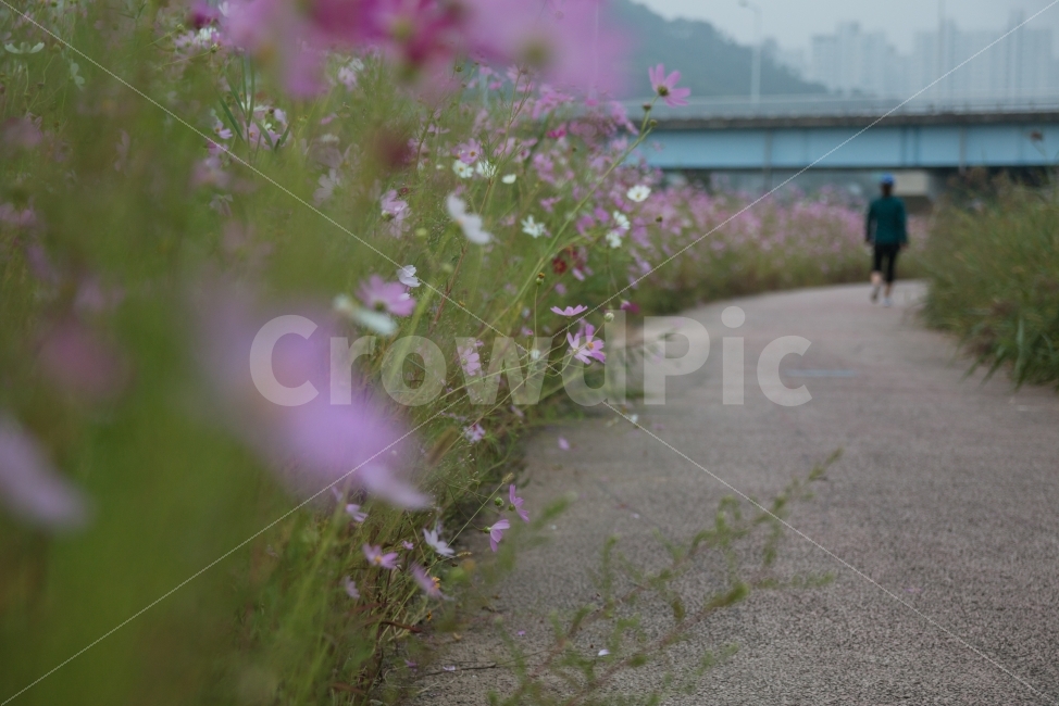 풍경,코스모스,산책,꽃,거리,가을,계절,fall,autumn,season,식물,자연,plants,nature,꽃,flower,사람,인물,인간,human,person,고독함,외로움,쓸쓸함,우울함,슬픔,lonely,solitary