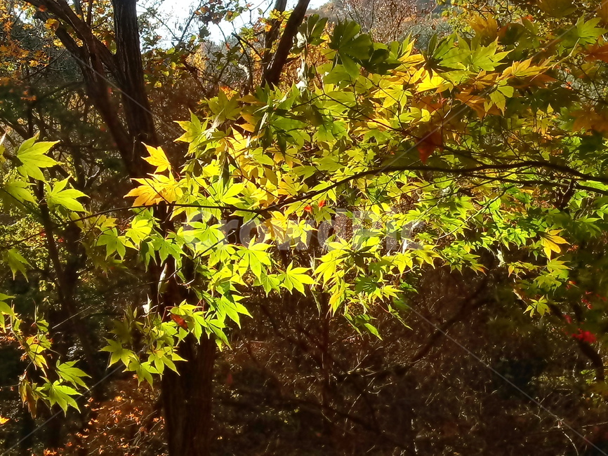 단풍,단풍잎,단풍나무,가을,leaf,잎,plant,식물,tree,나무,계절,fallautumnseason,outdoors,옥외,자연풍경,naturelandscape,가을,계절,fall,autumn,season,식물,자연,plants,nature,maple