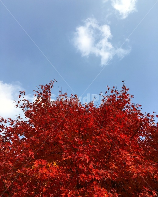 가을,하늘,단풍,나무,식물,fall,sky,maple,tree,plant,잎,leaf