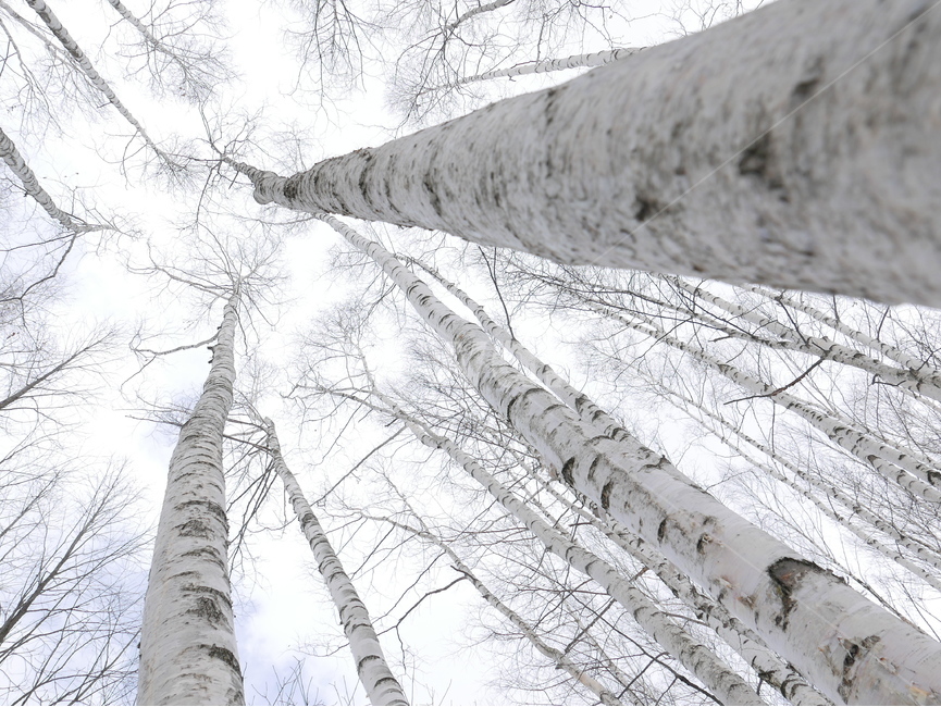 나무,겨울,하늘,맑음,나무숲,흰색,겨울,계절,winter,season,자연,풍경,nature,landscape,식물,plants,나무,trees,wood,plant,tree,outdoors,옥외