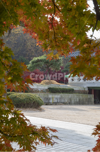 가을,계절,자연,감성,단풍,사찰,보광사,낙엽,나무,plant,tree,서정,가을낭만,식물,잎,maple,가을,계절,fall,autumn,season,leaf