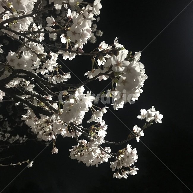 꽃,벚꽃,밤,밤꽃,흰색,대비