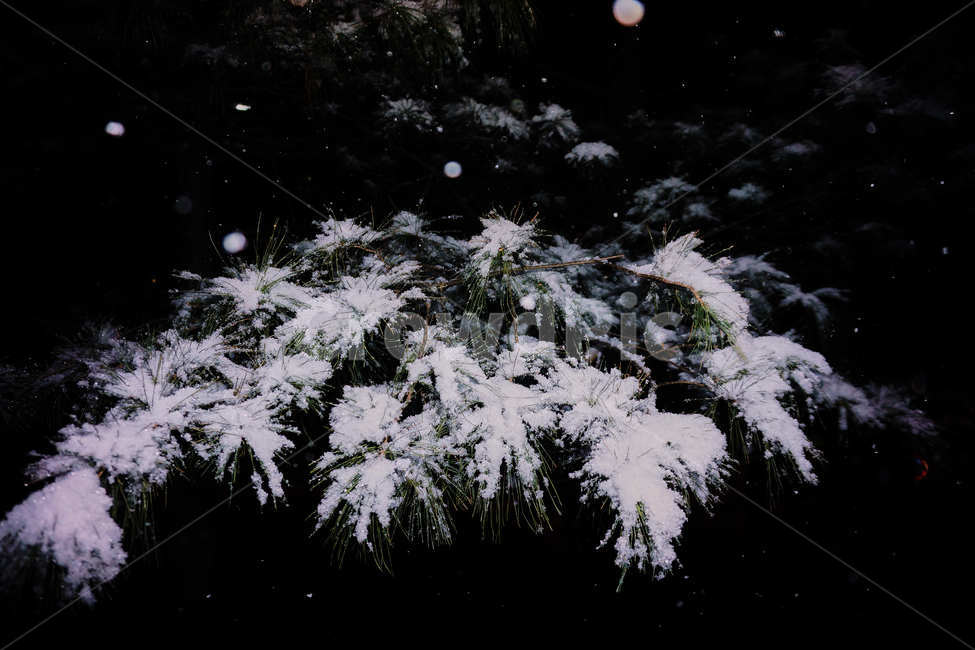 겨울,눈,눈쌓인,소나무,밤,하얀눈,겨울,계절,winter,season,식물,자연,plants,nature