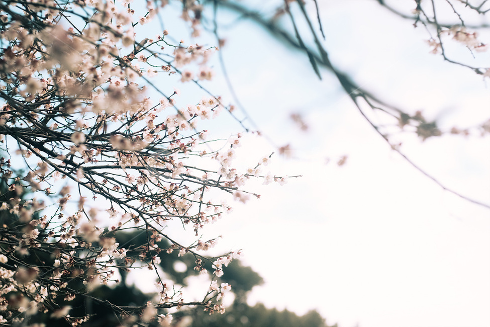 자연,매화,꽃,봄,매화꽃,spring,flower,nature,식물,plant,봄,계절,spring,season,식물,자연,plants,nature,꽃,flower,blossom