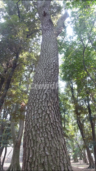 나무,숲,green,나무껍질,treetrunk,나무줄기,나뭇가지,forest,nature,자연,bark