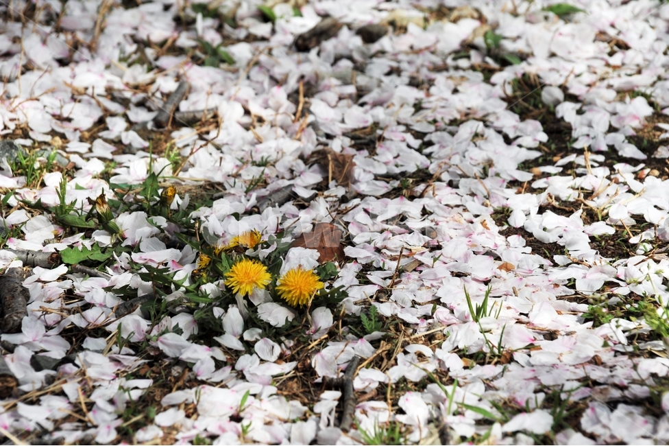 벚꽃,봄,낙화,민들레,약용식물,계절,꽃잎,잔디,꽃,봄,계절,spring,season,식물,자연,plants,nature,꽃,flower,plant,blossom,petal,daisy,데이지,daisies